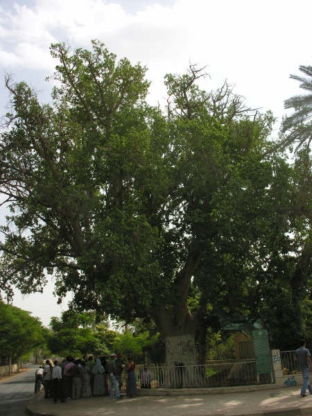 Image:Zacchaeus-sycamore.JPG