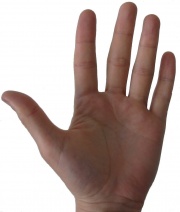 manus (a hand)