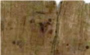 Detail of the front (recto) of 1. Perhaps an Upsilon as a number with a line above, or a part of a Nomen Sacrum. It also has 3 dots, one on the above left and two on the right, both above and below.